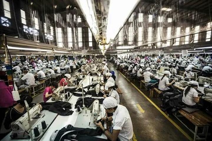 Bonobo: Nguồn Gốc Tiến Hóa Của Ngôn Ngữ Con Người?